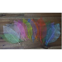 Rainbow Skeleton Leaves