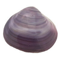 Tok Shell (approx 7cm)