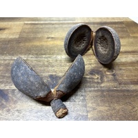 Hakea Seed Pods