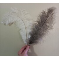 Ostrich Feather