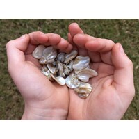 Shell Bead - Flat Chunky 20 pieces