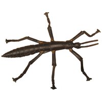 Lord Howe Island Stick Insect Replica